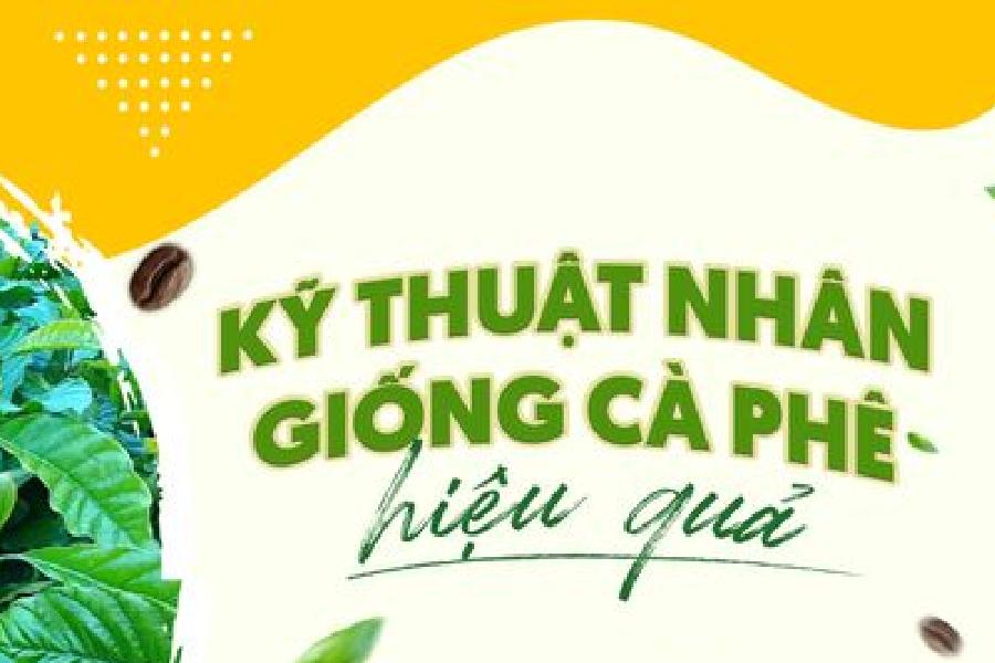 Cách Nhân Giống Cà Phê Hiệu Quả: Hướng Dẫn Chi Tiết và Dễ Thực Hiện 3 Hình ảnh minh họa kỹ thuật nhân giống cà phê, có chữ và hạt cà phê trên nền màu xanh và vàng.