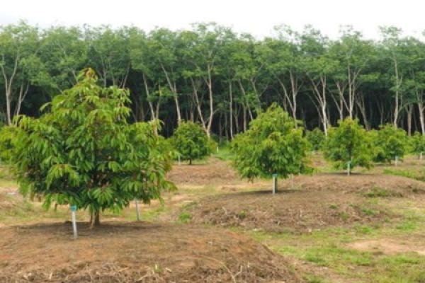 Bí Quyết Tăng Gấp Đôi Năng Suất: Kỹ Thuật Trồng Sầu Riêng Xen Cà Phê 7 Vườn cây ăn trái xanh tươi, với hàng cây cao ở phía sau, bầu trời sáng rõ.
