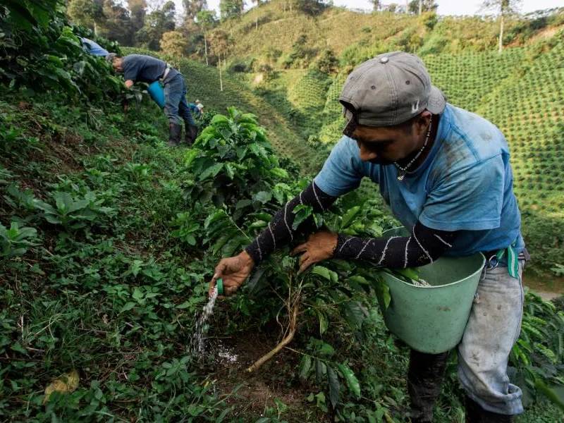 Kỹ Thuật Bón Phân Cà Phê Mùa Mưa Tây Nguyên Để Đạt Hiệu Quả Cao 3 Người làm nông đang bón phân cho cây trên đồi xanh, với hàng cây trồng đều đặn phía sau.