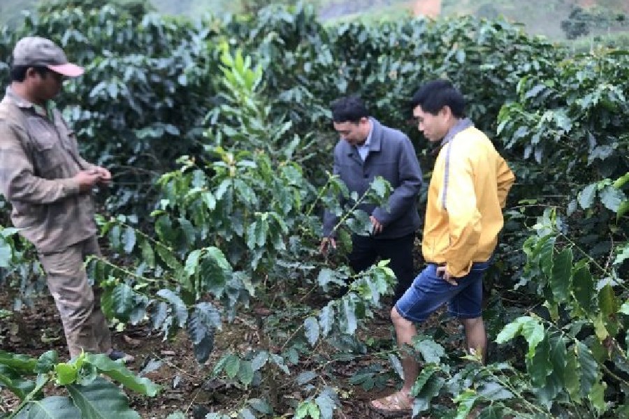 Hướng Dẫn Trồng Mắc Ca Xen Cà Phê Đạt Năng Suất Cao Gấp Ba Lần 3 Ba người đứng trong vườn cà phê, xem xét cây trồng xung quanh.