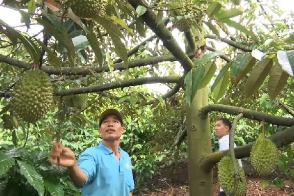 Bí Quyết Tăng Gấp Đôi Năng Suất: Kỹ Thuật Trồng Sầu Riêng Xen Cà Phê 3 Người đàn ông đứng dưới cây sầu riêng, chỉ tay lên quả, trong vườn với lá xanh và nhiều trái trên cành.