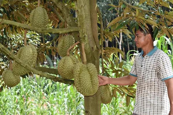 Bí Quyết Tăng Gấp Đôi Năng Suất: Kỹ Thuật Trồng Sầu Riêng Xen Cà Phê 8 Người đàn ông đứng cạnh cây sầu riêng với nhiều quả lớn, trong khu vườn xanh tươi.