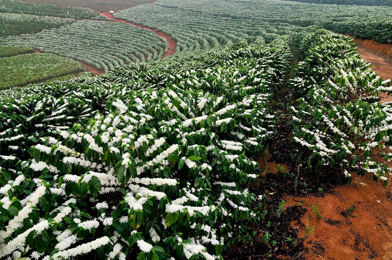 C&aacute;nh đồng hoa c&agrave; ph&ecirc; trắng nở rộ, trải d&agrave;i tr&ecirc;n c&aacute;c đồi đất đỏ, tạo th&agrave;nh những dải hoa đẹp mắt.