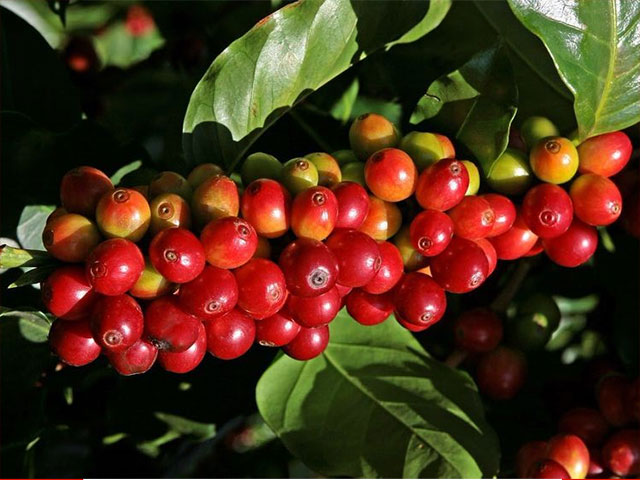 Chùm quả cà phê chín đỏ và xanh trên cành, bao quanh bởi lá xanh tươi.