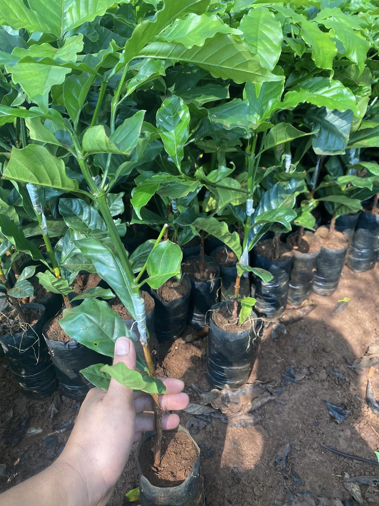 Bí quyết vàng cho vụ mùa bội thu: Những yếu tố quyết định khi trồng cà phê 4 Cây giống trồng trong túi nhựa trên đất nâu, một tay đang giữ một cây non.