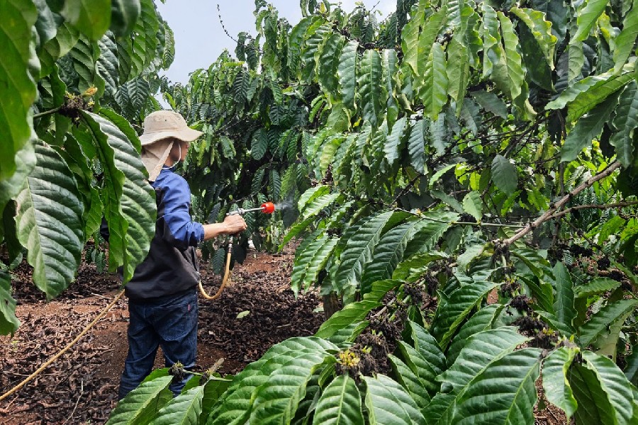 Chiến Lược Bón Phân Tối Ưu Cho Cây Cà Phê Mùa Khô Đạt Năng Suất Cao 6 Người đang phun thuốc cho cây trong vườn cà phê xanh tốt, đội mũ che nắng và mặc áo dài tay.