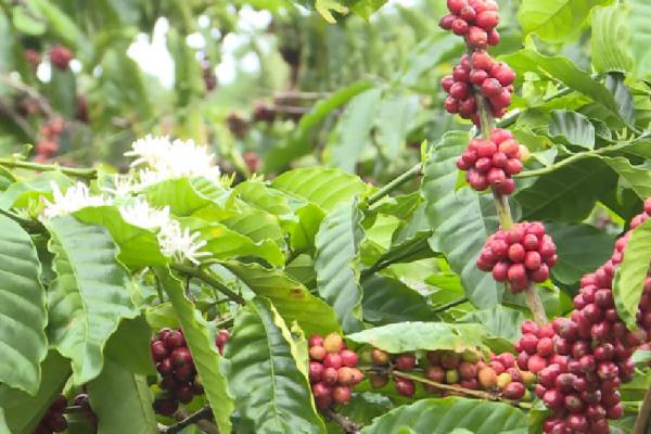 Dấu hiệu nhận biết cây cà phê thiếu dinh dưỡng và cách khắc phục hiệu quả 6 Cây cà phê với trái chín đỏ và hoa trắng, lá xanh tươi trong vườn.