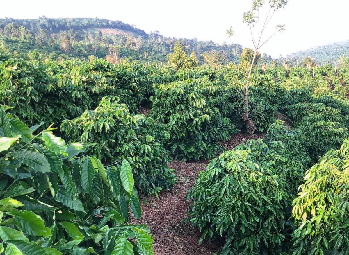 Bí quyết vàng cho vụ mùa bội thu: Những yếu tố quyết định khi trồng cà phê 7 Vườn cà phê xanh tươi trải dài trên đồi, bao phủ bởi cây cối xanh mướt dưới ánh sáng ban mai.