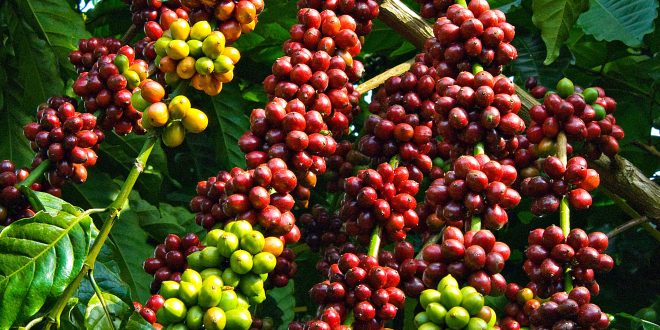 Nguon goc va dac diem cua dong ca phe TR9