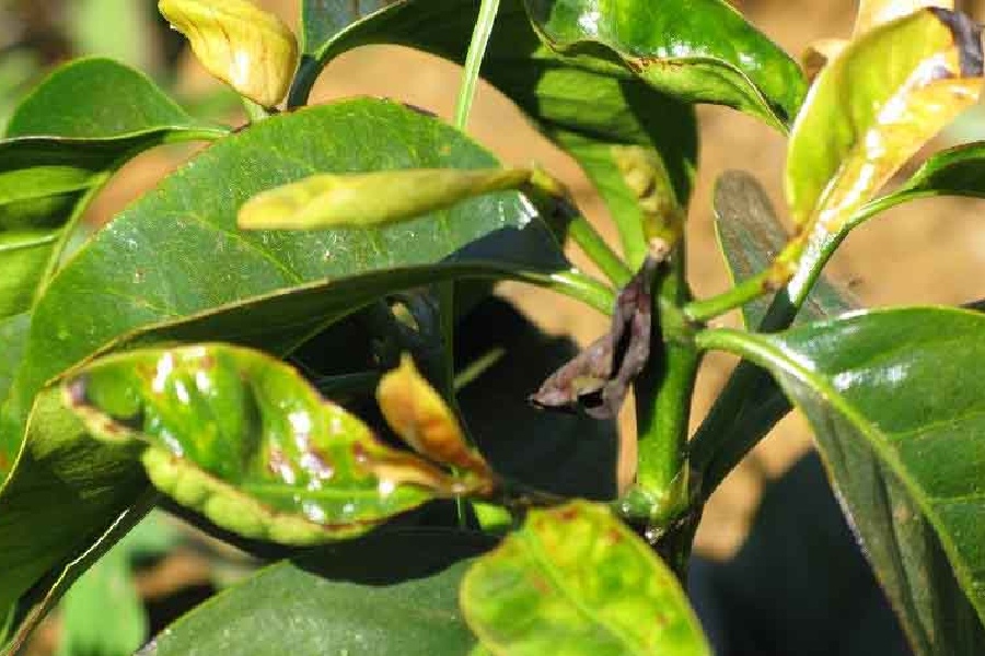 Kỹ Thuật Xử Lý Bệnh Cháy Lá Trên Cây Cà Phê: Dấu Hiệu Nhận Biết và Giải Pháp Hiệu Quả 4 Lá cây xanh với một số lá bị khô và úa vàng, có dấu hiệu bị bệnh, trong ánh sáng ban ngày.