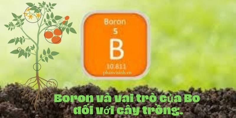 Cách Bón Trung Vi Lượng Tối Ưu Cho Cà Phê: Cân Đối Dinh Dưỡng Hiệu Quả 8 Hình ảnh minh họa vai trò của nguyên tố Bo đối với sự phát triển của cây trồng trên nền đất và cây xanh.