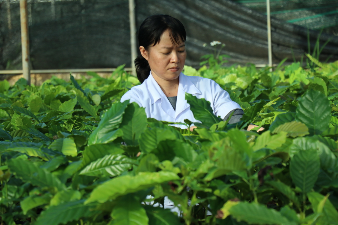 Người phụ nữ mặc áo blouse trắng đang kiểm tra cây trồng trong vườn xanh tươi dưới ánh sáng mặt trời.