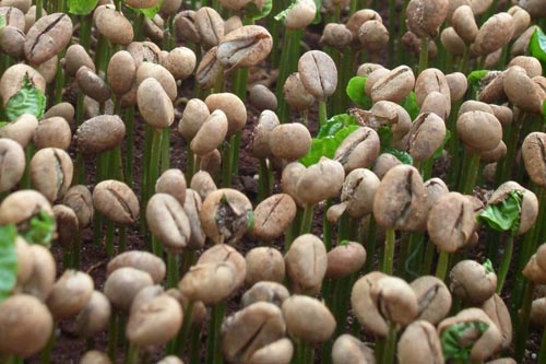 Hạt cà phê đang nảy mầm, với những chồi xanh nhỏ mọc lên từ mặt đất, tạo thành một thảm thực vật tươi trẻ.