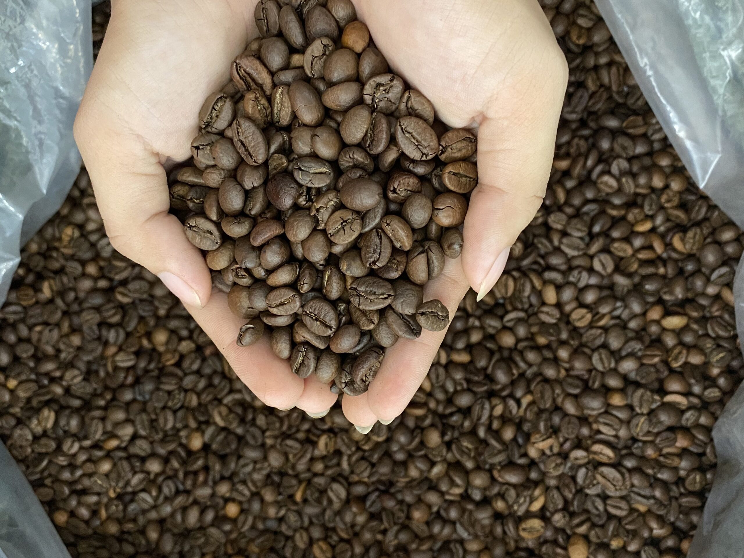 Hai bàn tay đang giữ một nắm hạt cà phê rang, bên dưới là nhiều hạt cà phê trong túi.