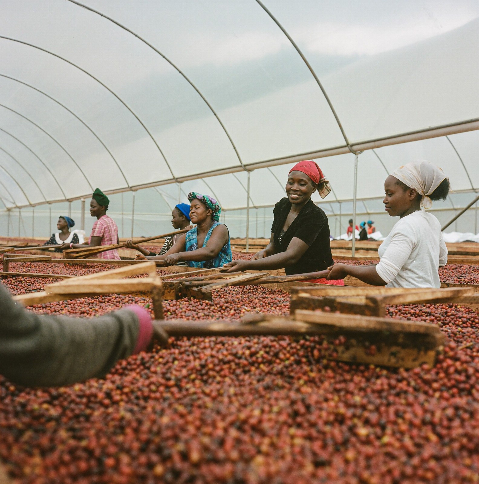 Hành Trình Khám Phá Hương Vị Robusta – Tuyệt Đỉnh Nghệ Thuật Cà Phê 3 Nhóm người đang làm việc với hạt cà phê dưới mái che nông trại.
