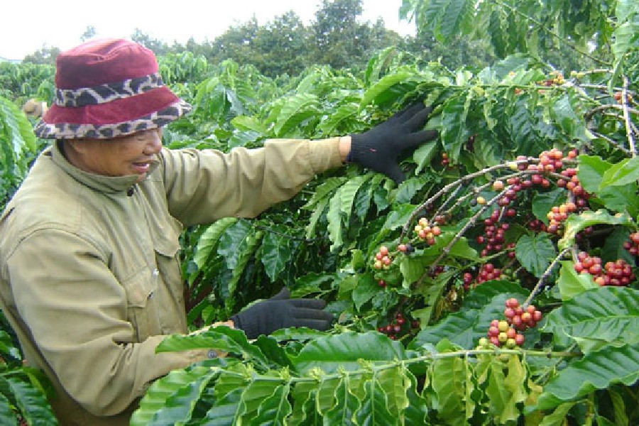 Chiến Lược Bón Phân Tối Ưu Cho Cây Cà Phê Mùa Khô Đạt Năng Suất Cao 7 Người làm vườn thu hoạch quả cà phê chín đỏ trên cây, giữa khu vườn xanh tươi.