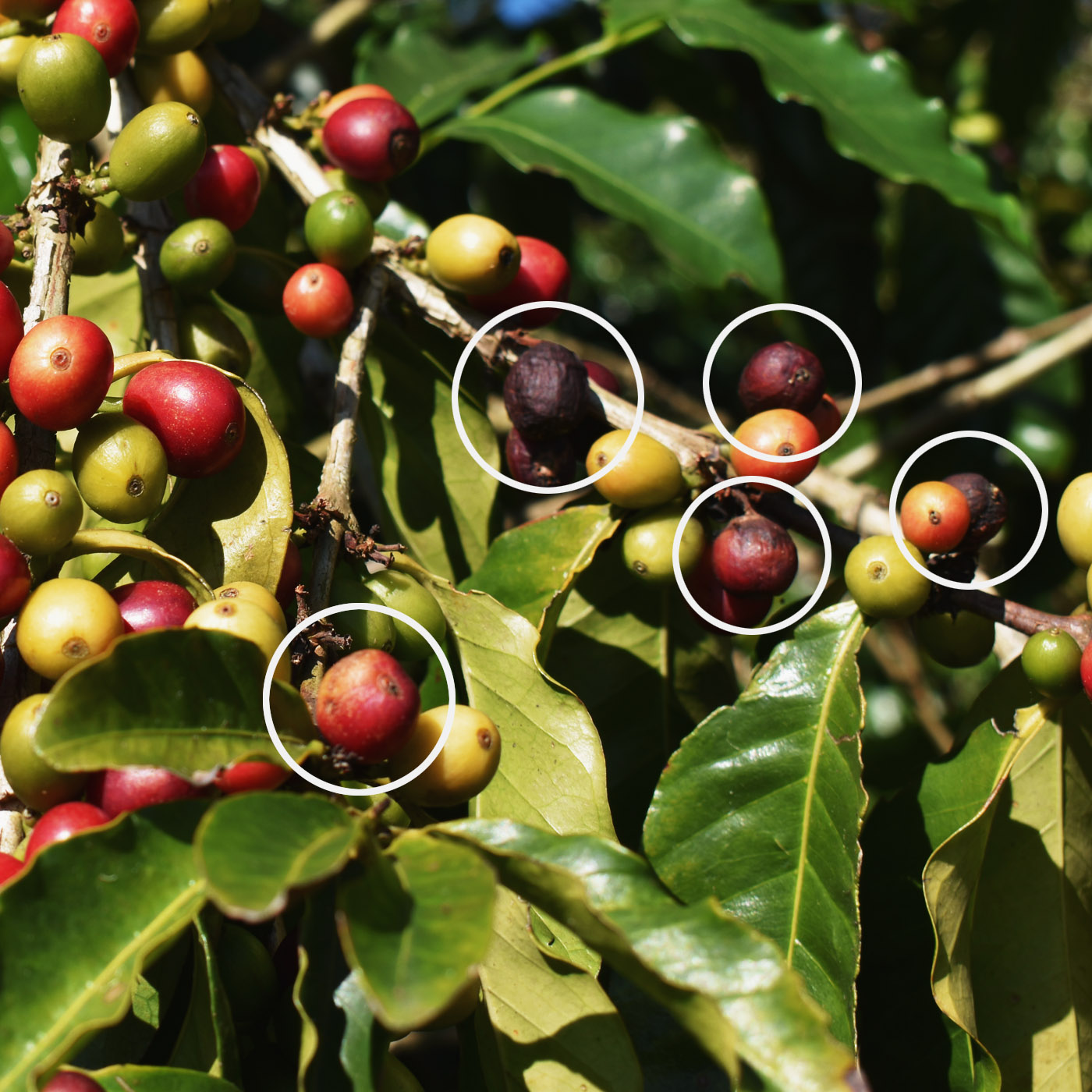 C&agrave;nh c&acirc;y c&agrave; ph&ecirc; với c&aacute;c quả ch&iacute;n đỏ, xanh v&agrave; v&agrave;ng, một số quả bị hư hỏng được khoanh tr&ograve;n.