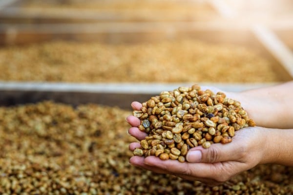 Đôi tay cầm hạt cà phê chưa rang, nền là nhiều hạt cà phê phơi khô dưới ánh nắng.