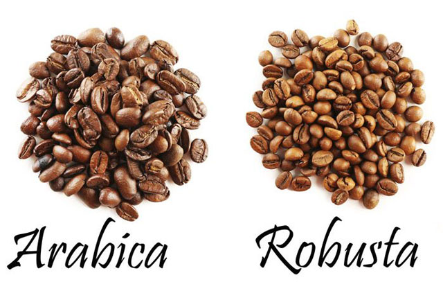 Hai loại hạt c&agrave; ph&ecirc; Arabica v&agrave; Robusta được đặt cạnh nhau tr&ecirc;n nền trắng.
