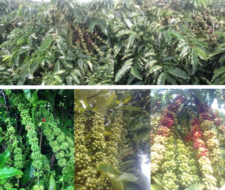 C&acirc;y c&agrave; ph&ecirc; với c&aacute;c ch&ugrave;m quả xanh v&agrave; đỏ đang ph&aacute;t triển dưới t&aacute;n l&aacute; xanh tươi.