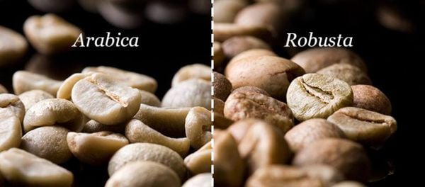 Hạt cà phê Arabica và Robusta được so sánh cạnh nhau, thể hiện sự khác biệt về hình dạng và màu sắc.