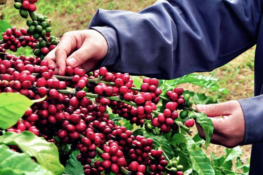 Cách Nhân Giống Cà Phê Hiệu Quả: Hướng Dẫn Chi Tiết và Dễ Thực Hiện 6 Tay đang hái quả cà phê đỏ tươi trên cành cây xanh trong vườn, thể hiện quá trình thu hoạch cà phê.
