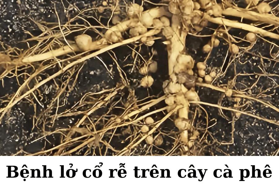 Cách Nhận Biết và Phòng Ngừa Bệnh Lở Cổ Rễ Trên Cây Cà Phê Hiệu Quả 4 Hình ảnh rễ cây cà phê bị bệnh, có nhiều nốt sần và tổn thương trên bề mặt rễ.