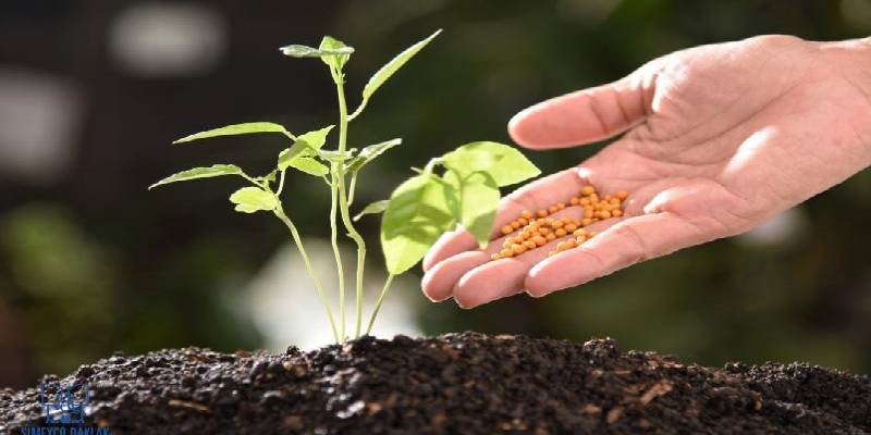 Cách Bón Trung Vi Lượng Tối Ưu Cho Cà Phê: Cân Đối Dinh Dưỡng Hiệu Quả 9 Một tay đang rải hạt giống màu vàng lên đất trồng, bên cạnh là cây non đang phát triển.