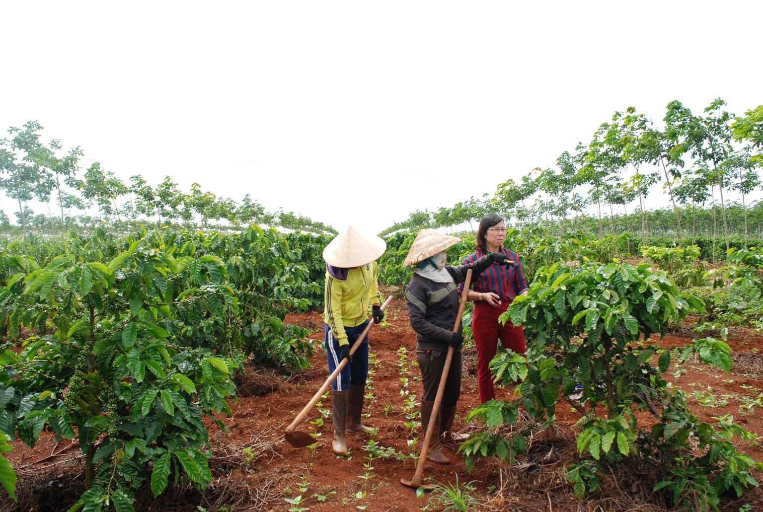 Bí quyết vàng cho vụ mùa bội thu: Những yếu tố quyết định khi trồng cà phê 5 Ba người đang làm việc trên cánh đồng cà phê, hai người cầm cuốc và đội nón lá.