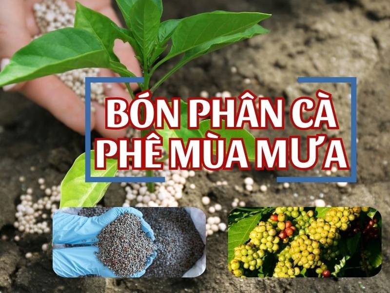 Kỹ Thuật Bón Phân Cà Phê Mùa Mưa Tây Nguyên Để Đạt Hiệu Quả Cao 4 Hình ảnh mô tả bón phân cho cây cà phê, với hạt phân, cây cà phê non và chùm quả cà phê.