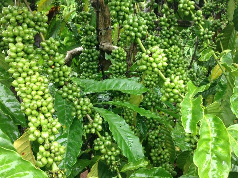 Kỹ Thuật Bón Phân Cà Phê Mùa Mưa Tây Nguyên Để Đạt Hiệu Quả Cao 5 Cành cây cà phê với nhiều quả xanh, lá xanh tươi xung quanh, tạo nên khung cảnh tự nhiên sinh động.