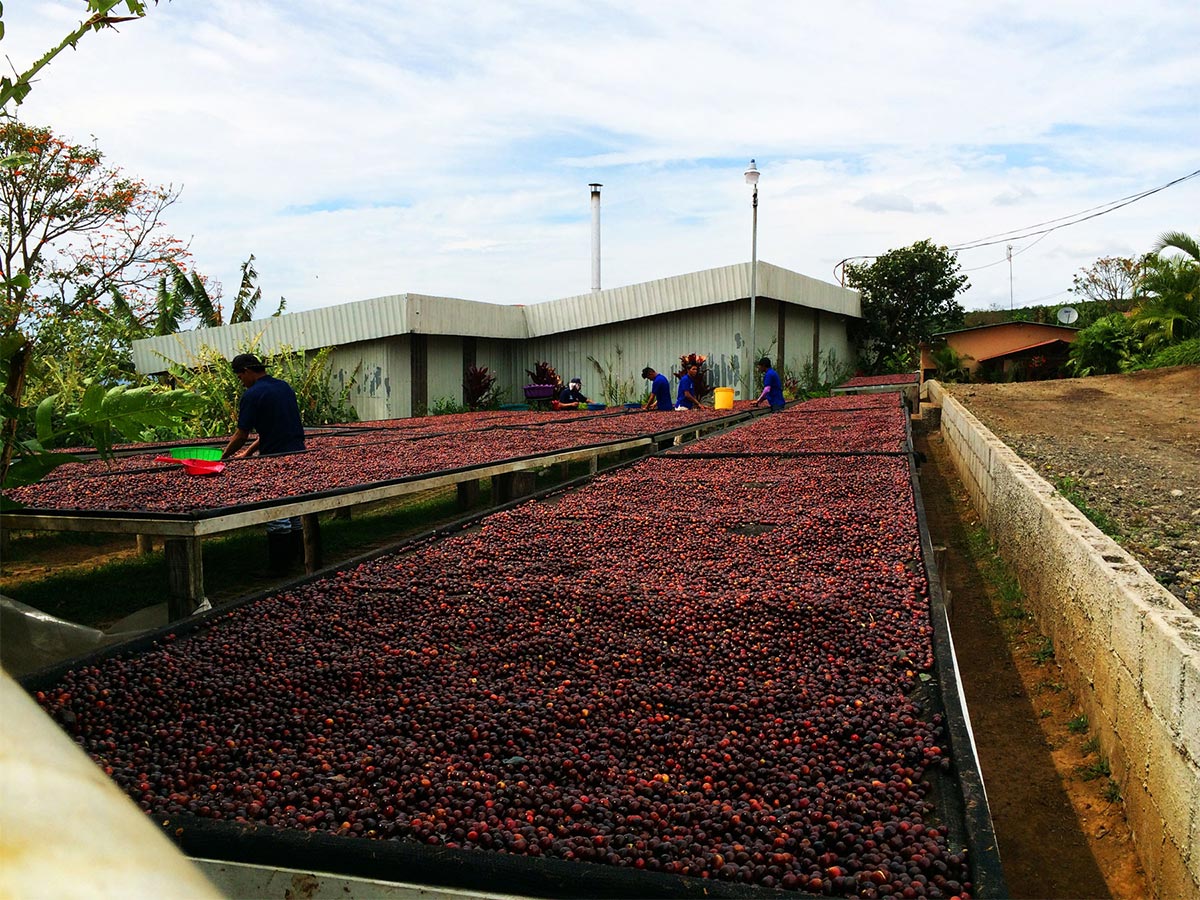 Người l&agrave;m việc tr&ecirc;n s&acirc;n phơi tr&aacute;i c&acirc;y m&agrave;u đỏ gần t&ograve;a nh&agrave; trong khu vực n&ocirc;ng nghiệp.