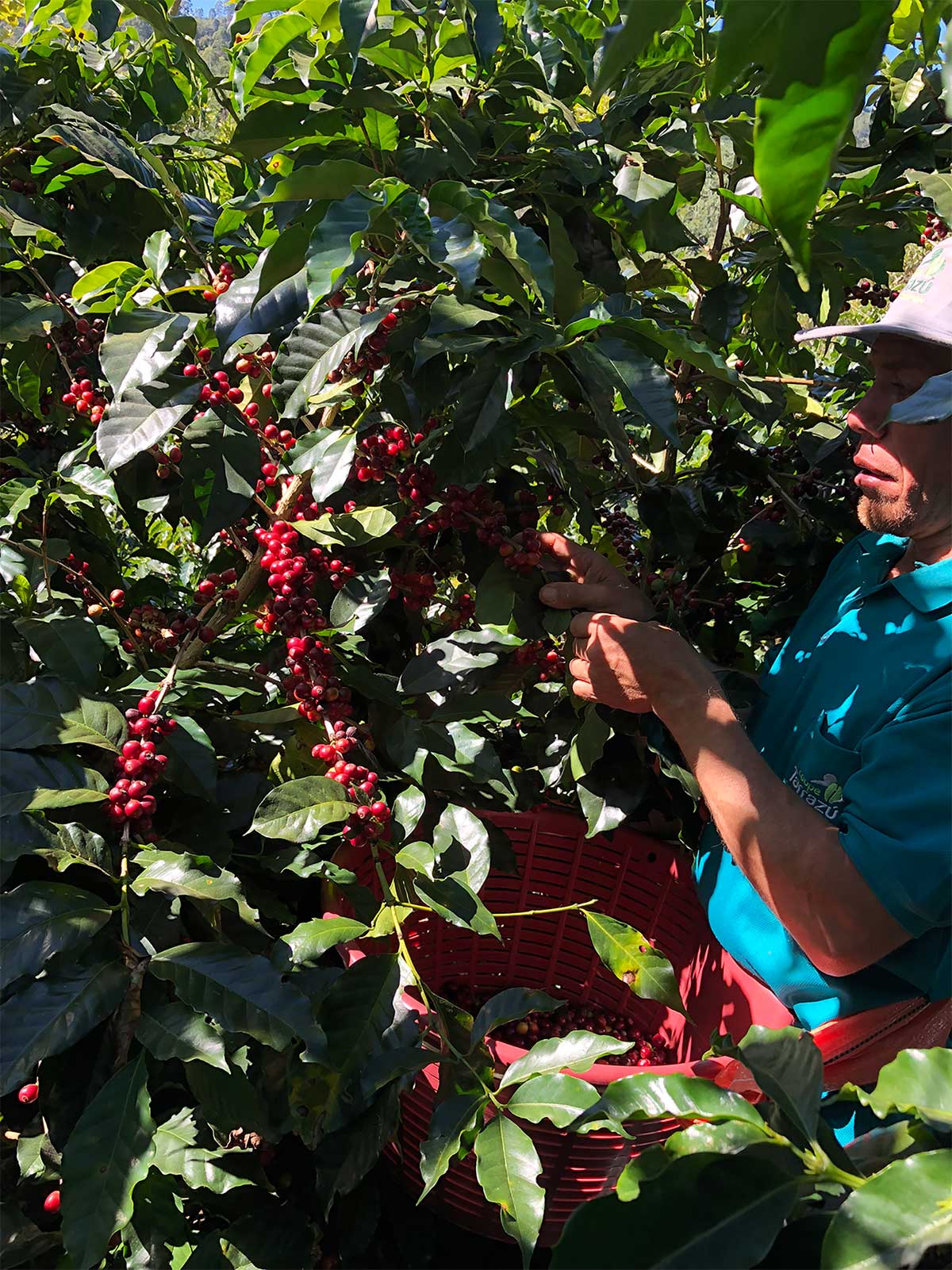 Người đang h&aacute;i quả c&agrave; ph&ecirc; đỏ từ c&acirc;y xanh tươi, bỏ v&agrave;o giỏ nhựa m&agrave;u đỏ, dưới &aacute;nh nắng mặt trời.