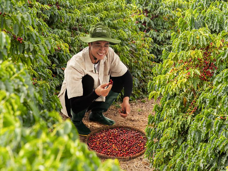 Kỹ Thuật Bón Phân Cà Phê Mùa Mưa Tây Nguyên Để Đạt Hiệu Quả Cao 7 Người nông dân đang hái cà phê chín từ cây, đặt trong rổ, giữa vườn cà phê xanh tươi.