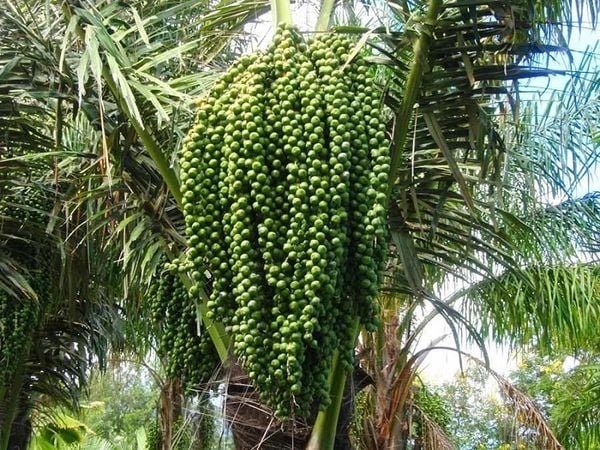 Chùm quả xanh lớn treo trên cây cọ, xung quanh là lá cọ xanh tươi.