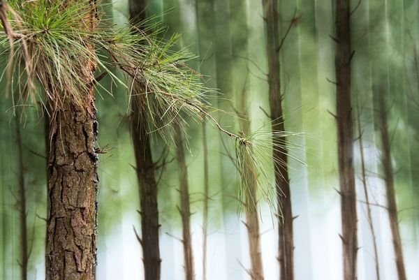 1 giay duoc lam tu go gi 4 35180f9c22c640a6a13128387e587993 grande