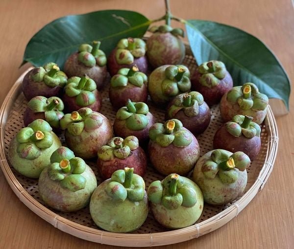 1 mang cut xanh chua chat lam mon 140af4b2550346028f19d00e7680ae2d grande