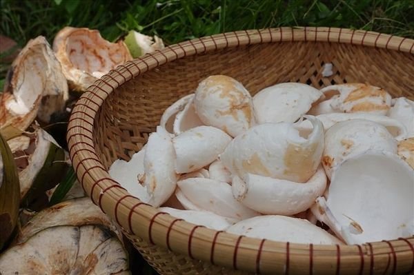 1 mut dua de duoc bao lau3 c2e6854e7b444e1090c2288799c689b9 grande 1