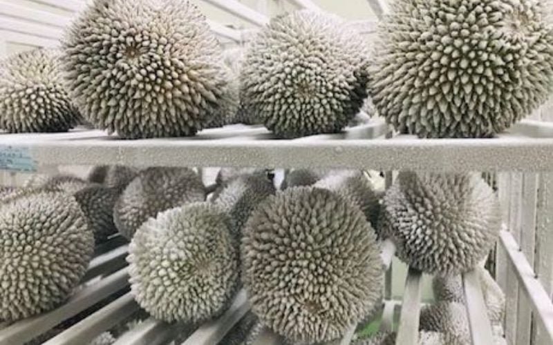 Cấp Đông Sầu Riêng: Hướng Dẫn Đúng Điệu Cho Trái Tươi Ngon 2 1 sau rieng dong lanh 3 f3a2ebcb7e1549f2ad16303801966111 1