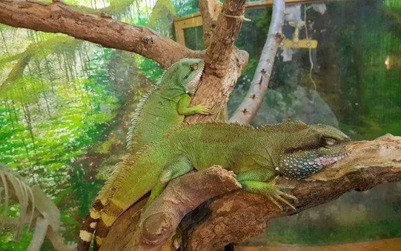 Hai con kỳ nhông màu xanh đang nằm trên cành cây trong môi trường có cây cối xung quanh.