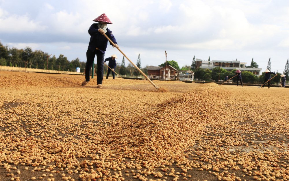 bao-quan-ca-phe-thoc Người lao động đang phơi hạt cà phê trên sân rộng, dưới bầu trời nhiều mây.