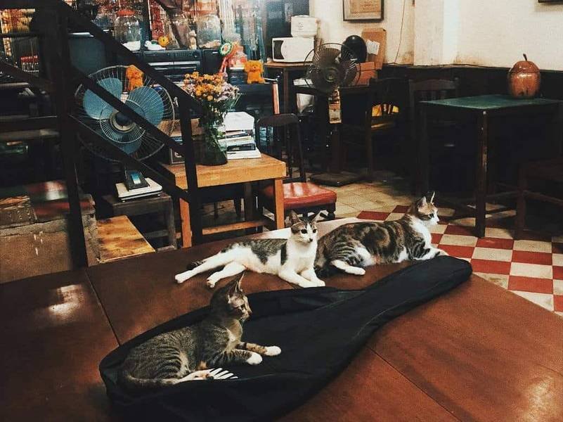 Ba ch&uacute; m&egrave;o nằm thư gi&atilde;n tr&ecirc;n một bao đ&agrave;n trong qu&aacute;n c&agrave; ph&ecirc; ấm c&uacute;ng với nội thất gỗ v&agrave; quạt m&aacute;y.