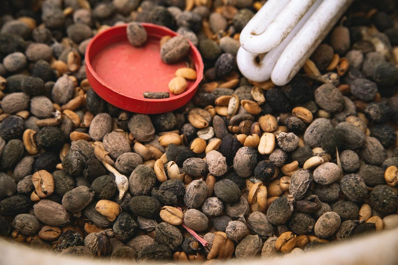 Nhiều loại hạt nằm ngổn ngang trên bề mặt, bên cạnh nắp nhựa đỏ và một dụng cụ màu trắng.