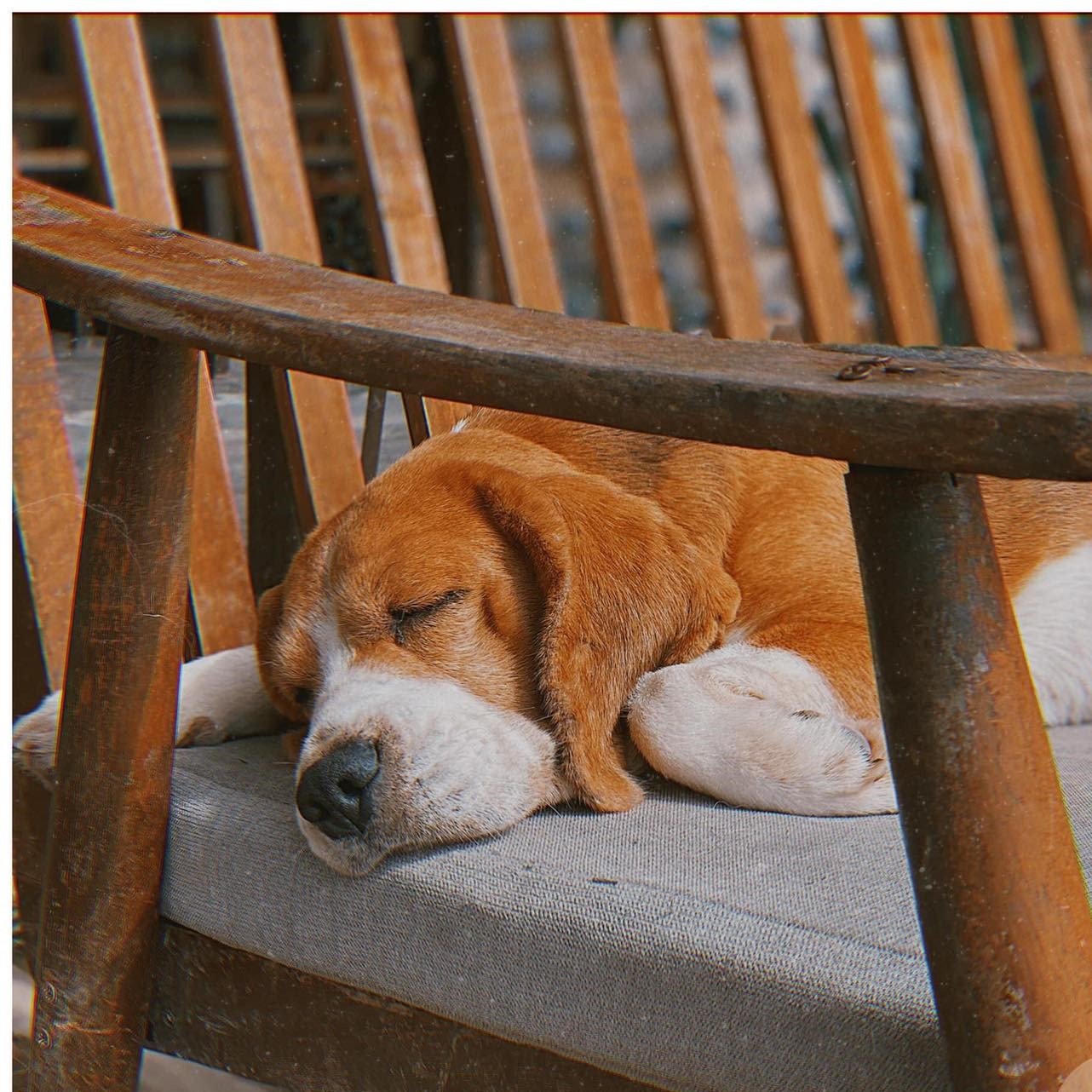 Ch&oacute; n&acirc;u trắng đang ngủ tr&ecirc;n ghế gỗ ngo&agrave;i trời, &aacute;nh s&aacute;ng nhẹ nh&agrave;ng.