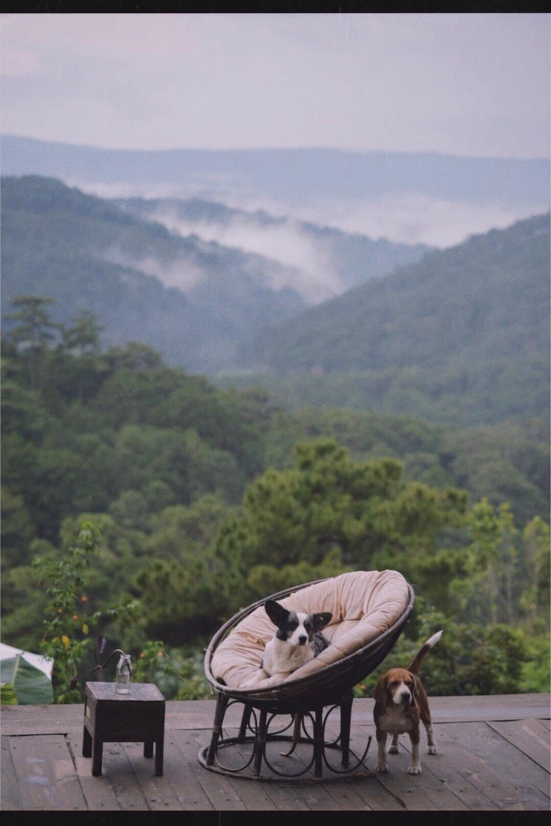 Hai ch&uacute; ch&oacute; tr&ecirc;n ban c&ocirc;ng gỗ, một nằm trong ghế tr&ograve;n, một đứng cạnh, ph&iacute;a sau l&agrave; n&uacute;i rừng xanh tươi.