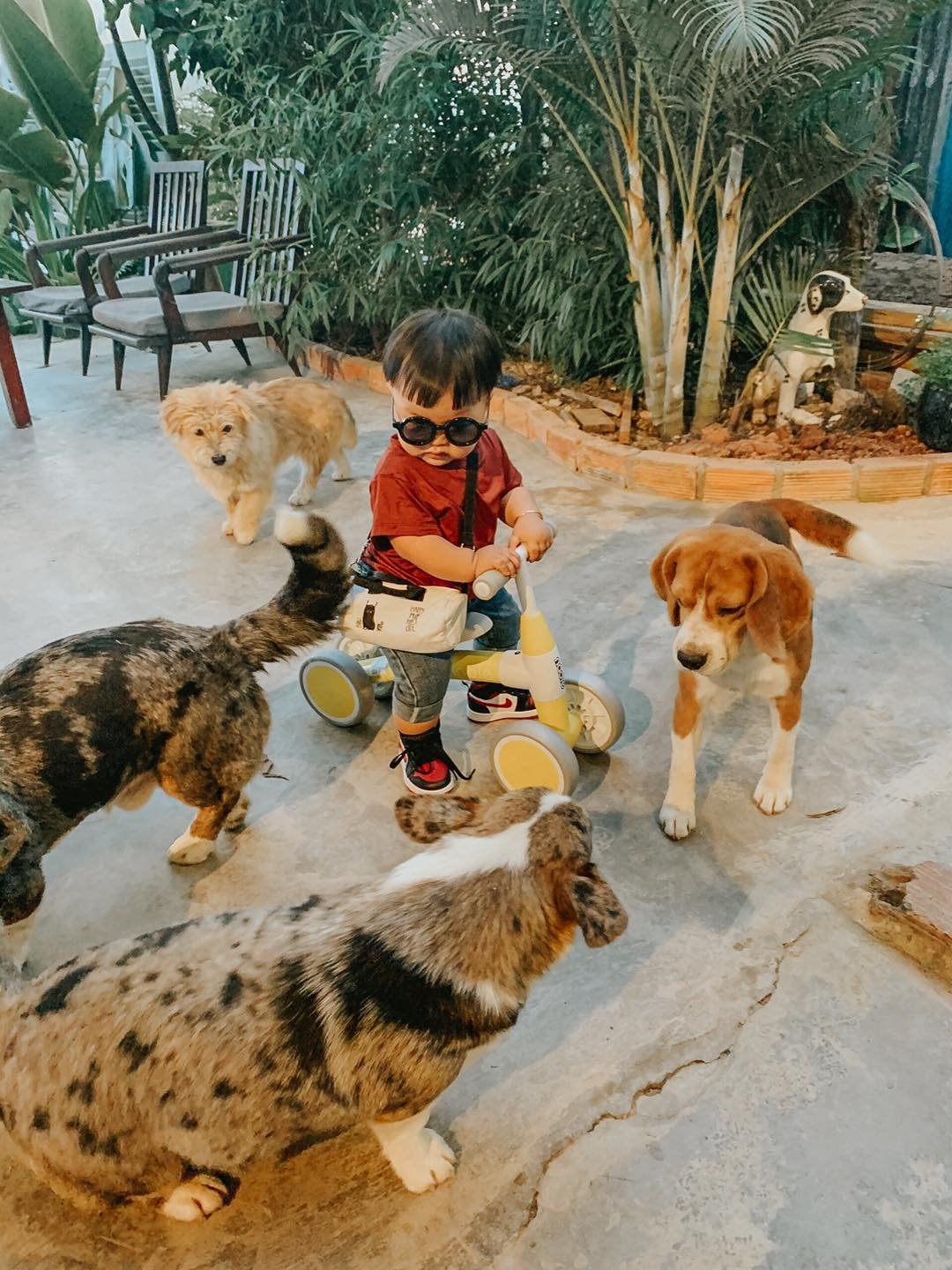 Em b&eacute; đeo k&iacute;nh r&acirc;m đang ngồi tr&ecirc;n xe đạp đồ chơi, xung quanh c&oacute; nhiều ch&uacute; ch&oacute;.