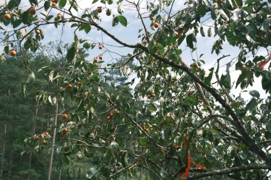 C&acirc;y hồng với nhiều quả ch&iacute;n tr&ecirc;n c&agrave;nh, nền l&agrave; bầu trời xanh v&agrave; rừng c&acirc;y ph&iacute;a xa.