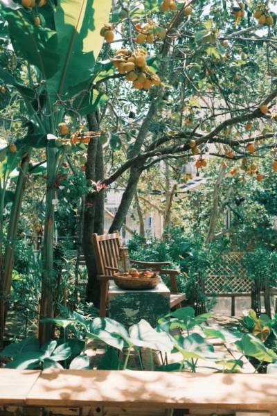 Chiếc ghế gỗ dưới c&acirc;y trĩu quả trong khu vườn xanh m&aacute;t, tạo n&ecirc;n kh&ocirc;ng gian y&ecirc;n b&igrave;nh v&agrave; thư gi&atilde;n.