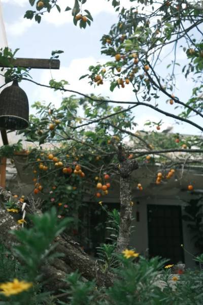 C&acirc;y hồng trĩu quả trước một ng&ocirc;i nh&agrave;, với hoa v&agrave;ng v&agrave; lồng chim treo tr&ecirc;n c&agrave;nh.