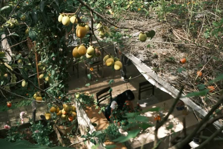 C&agrave;nh c&acirc;y sai quả treo tr&ecirc;n m&aacute;i một ng&ocirc;i nh&agrave;, ph&iacute;a dưới c&oacute; b&agrave;n ghế v&agrave; c&acirc;y xanh bao quanh.